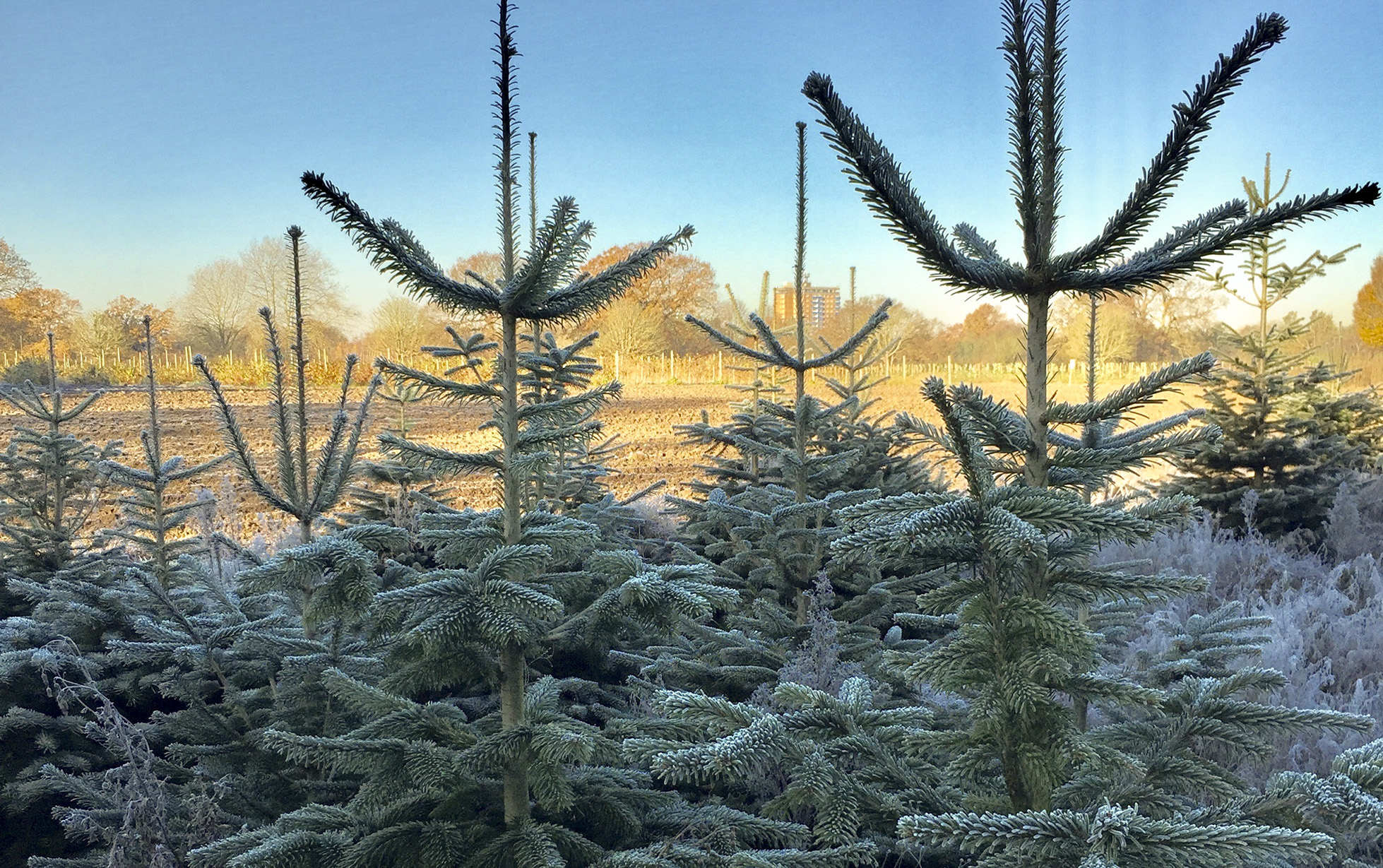 cut your own christmas tree crockford bridge farm cut your own christmas tree crockford bridge farm