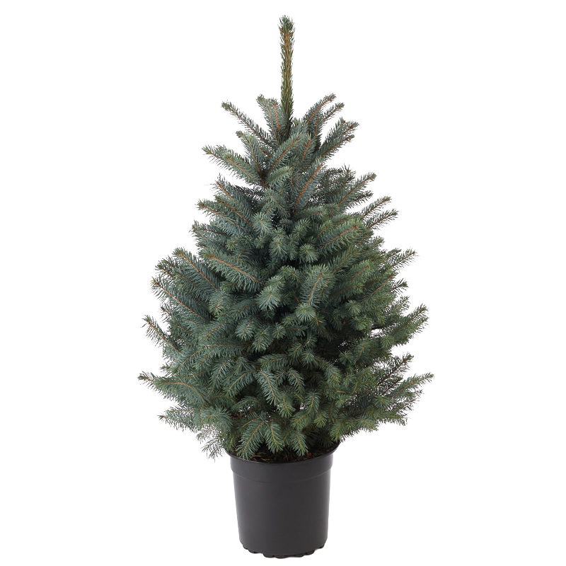 Blue Spruce.png