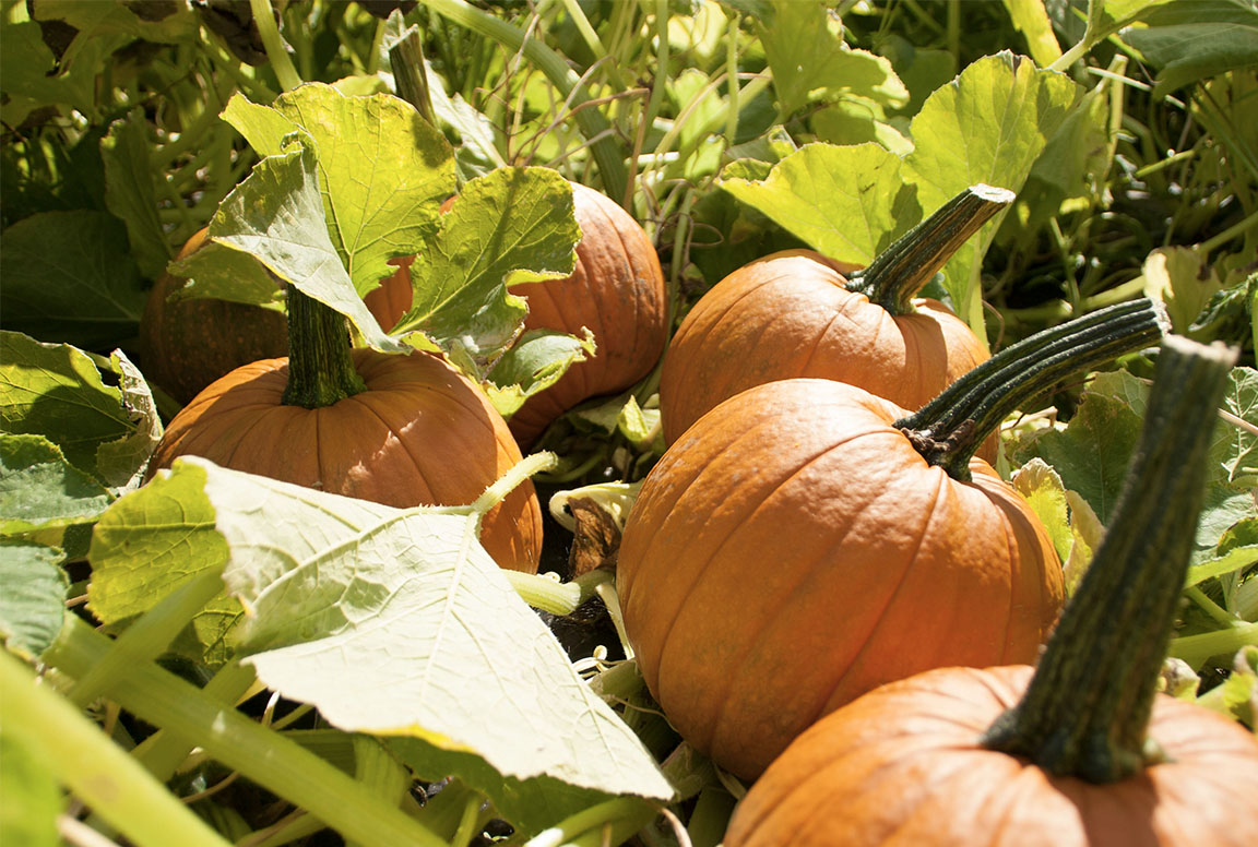 Pumpkin sign.jpg