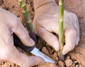 cutting asparagus.jpg