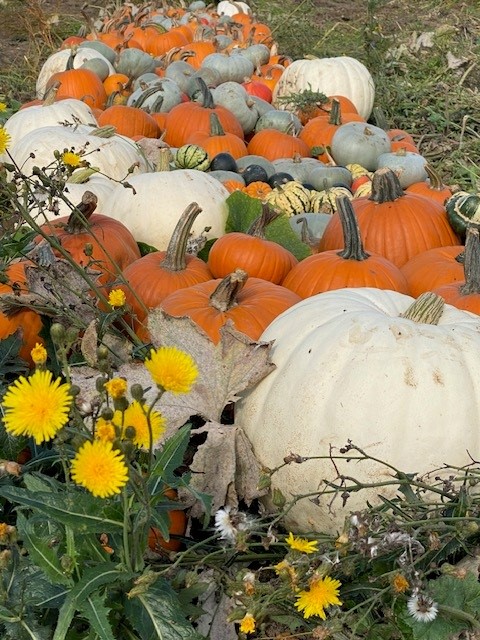 pumpkin field 2023 1.jpg
