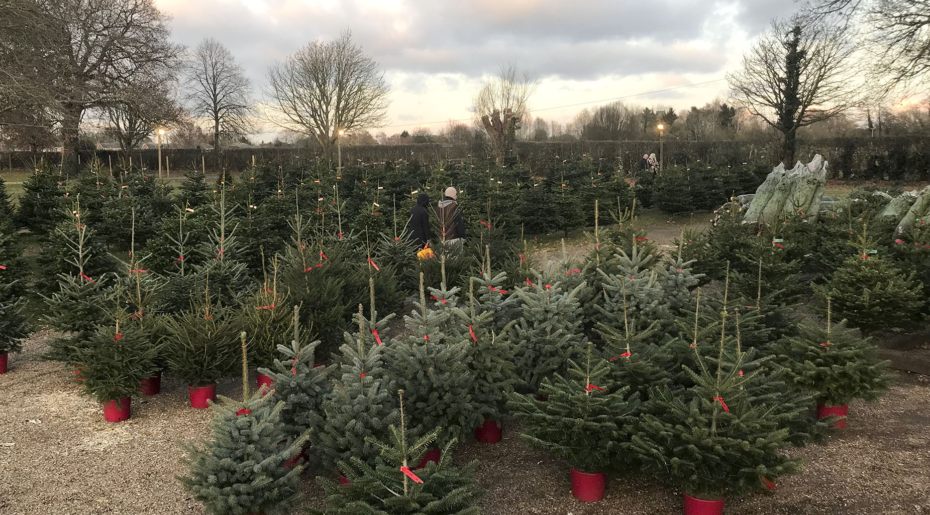 Potted trees on sale crop.jpg