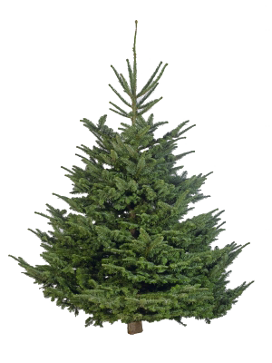 Nordmann Fir.png