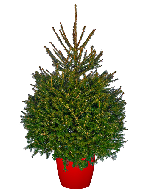 Norway Spruce.png