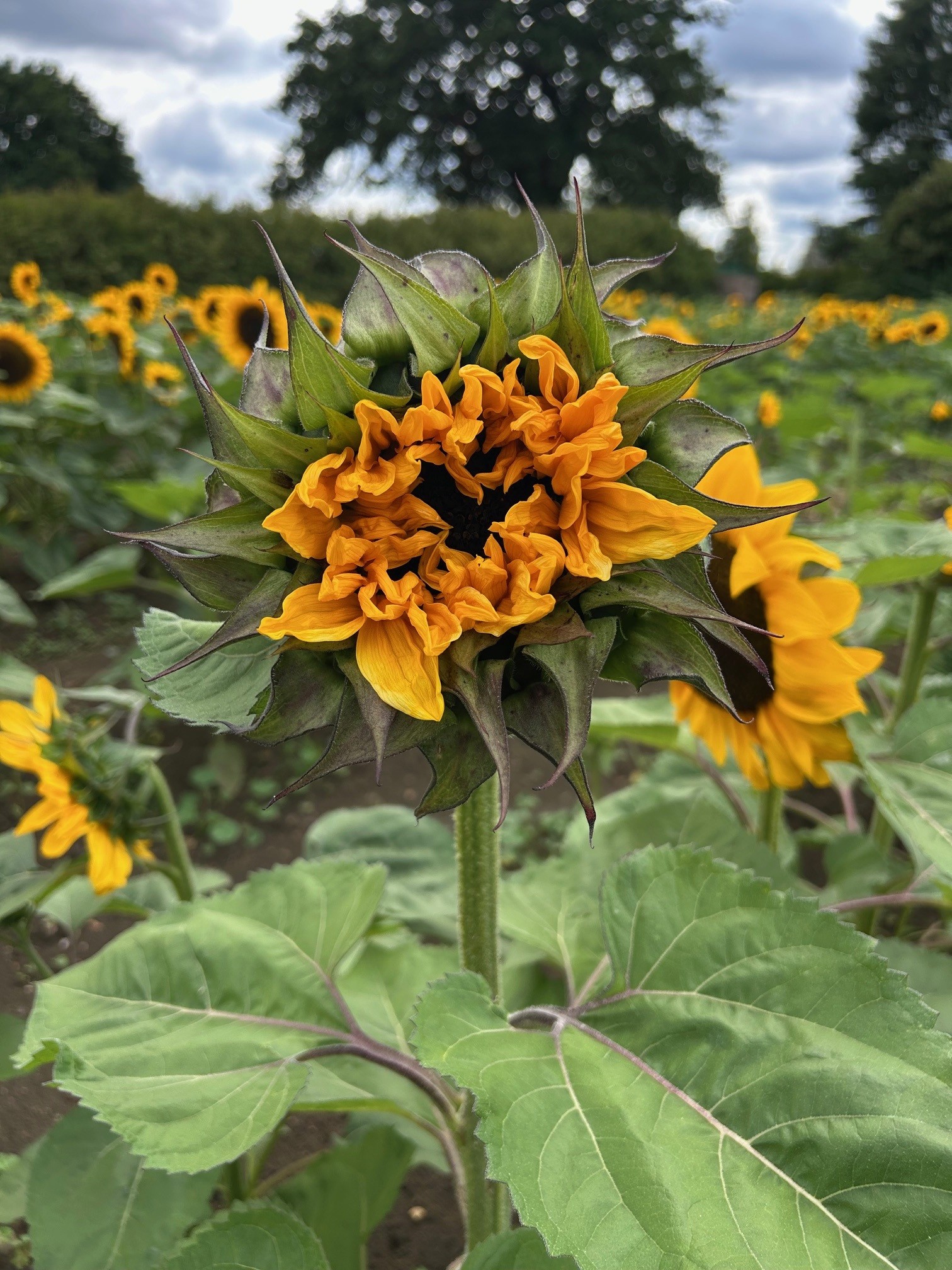 Sunflowers 8.jpg