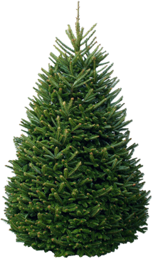 Fraser Fir.png